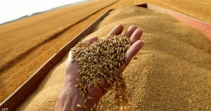 فرنسا ستضمن حصول مصر على القمح الذي تحتاجه في الأشهر المقبلة